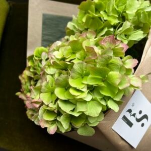 Brassée | Hortensias