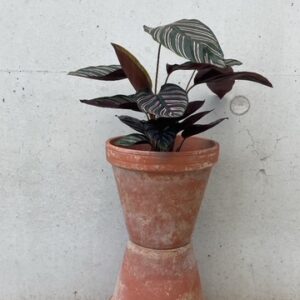 Calathea Rose