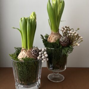 Jacinthes I Verreries